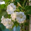 Fragrant Moon Vine Seeds – 15 Night Blooming White Flower Seeds - Image 1