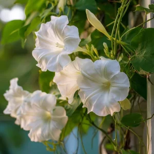 Fragrant Moon Vine Seeds – 15 Night Blooming White Flower Seeds - Image 1