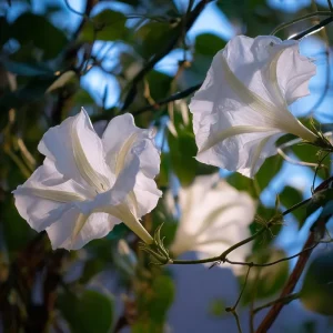 Fragrant Moon Vine Seeds – 15 Night Blooming White Flower Seeds - Image 2
