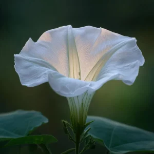 Fragrant Moon Vine Seeds – 15 Night Blooming White Flower Seeds - Image 3