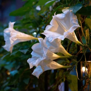 Fragrant Moon Vine Seeds – 15 Night Blooming White Flower Seeds - Image 4