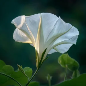 Fragrant Moon Vine Seeds – 15 Night Blooming White Flower Seeds - Image 6