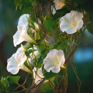 Fragrant Moon Vine Seeds – 15 Night Blooming White Flower Seeds - Image 7