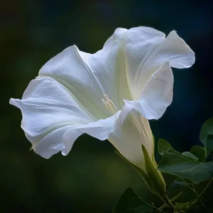 Fragrant Moon Vine Seeds – 15 Night Blooming White Flower Seeds - Image 8