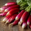 French Breakfast Radish Seeds - 250 Count, Crisp Mild Heirloom for Spring & Fall - Image 1
