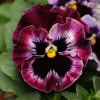 Frizzle Sizzle Raspberry Pansy Seeds - Ruffled Viola, 25 Seeds - Image 1