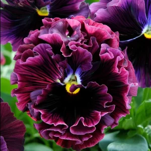 Frizzle Sizzle Raspberry Pansy Seeds - Ruffled Viola, 25 Seeds - Image 3