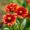 Gaillardia aristata Seeds - 200 Blanket Flower Seeds, Red & Yellow Blooms, Perennial, Outdoor - Image 1