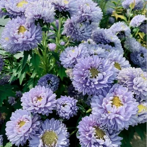 Gala Blue Aster Seeds - 25 Rich Blue-Purple Flower Seeds for Gardens & Cut Flowers - Image 2