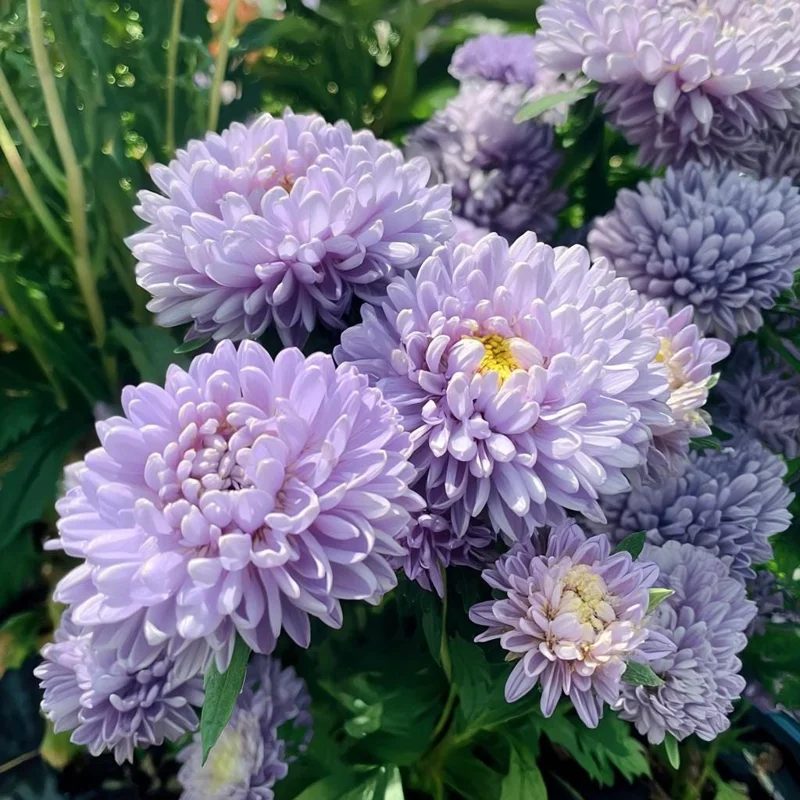 Gala Blue Aster Seeds - 25 Rich Blue-Purple Flower Seeds for Gardens & Cut Flowers - Image 3