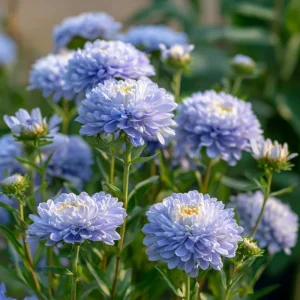Gala Blue Aster Seeds - 25 Rich Blue-Purple Flower Seeds for Gardens & Cut Flowers - Image 4