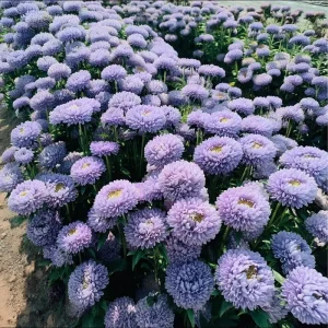 Gala Blue Aster Seeds - 25 Rich Blue-Purple Flower Seeds for Gardens & Cut Flowers - Image 1