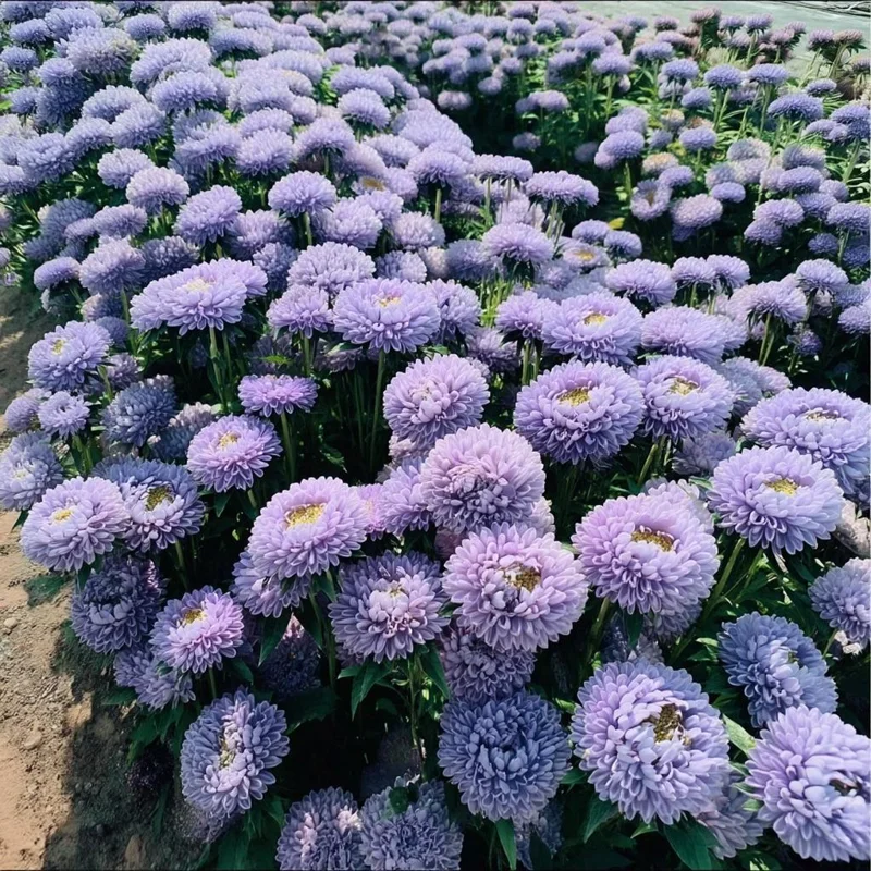 Gala Blue Aster Seeds - 25 Rich Blue-Purple Flower Seeds for Gardens & Cut Flowers - Image 1