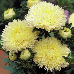 Gala Shiny Yellow Aster Seeds - 25 Callistephus Chinensis Flower Seeds - Image 1