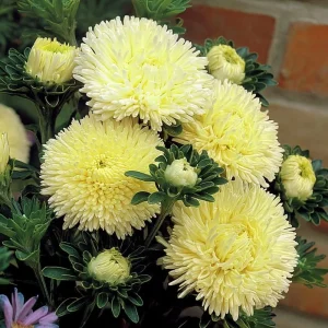 Gala Shiny Yellow Aster Seeds - 25 Callistephus Chinensis Flower Seeds - Image 2