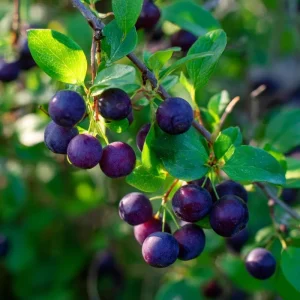 Garden Huckleberry Seeds - 50 Seeds, Productive Berry Plants for Cooking - Image 2