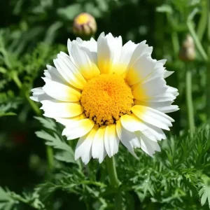 Garland Daisy Seeds - 500 Heirloom Chrysanthemum Coronarium for Gardens - Image 2