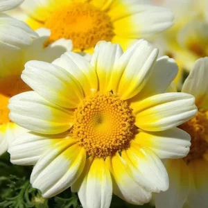 Garland Daisy Seeds - 500 Heirloom Chrysanthemum Coronarium for Gardens - Image 3
