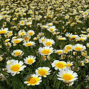 Garland Daisy Seeds - 500 Heirloom Chrysanthemum Coronarium for Gardens - Image 1
