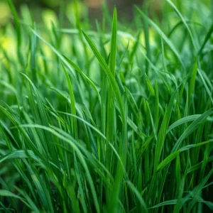 Garlic Chives Seeds – Allium tuberosum – 200 Seeds – Flavorful Perennial Herb - Image 2