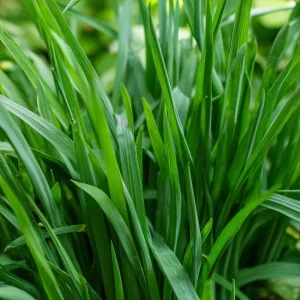 Garlic Chives Seeds – Allium tuberosum – 200 Seeds – Flavorful Perennial Herb - Image 3