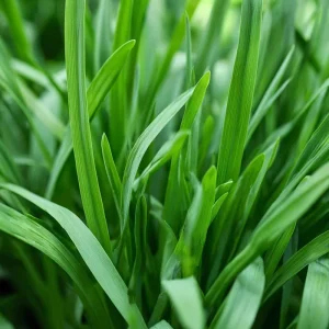 Garlic Chives Seeds – Allium tuberosum – 200 Seeds – Flavorful Perennial Herb - Image 4