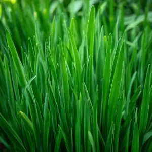 Garlic Chives Seeds – Allium tuberosum – 200 Seeds – Flavorful Perennial Herb - Image 1