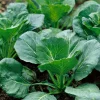 Georgia Southern Collard Seeds – Heirloom Variety – 200 Seeds – Easy to Grow Greens - Image 1