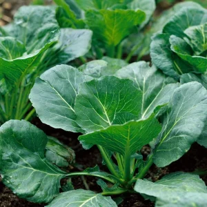 Georgia Southern Collard Seeds – Heirloom Variety – 200 Seeds – Easy to Grow Greens - Image 1