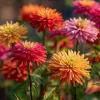 Giant Cactus Mix Zinnia Seeds - Zinnia elegans - 25 Seeds - Vibrant Spiky Blooms for Gardens & Containers - Image 1