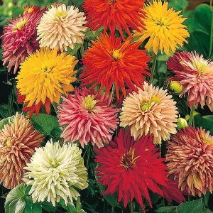 Giant Cactus Mix Zinnia Seeds - Zinnia elegans - 25 Seeds - Vibrant Spiky Blooms for Gardens & Containers - Image 2