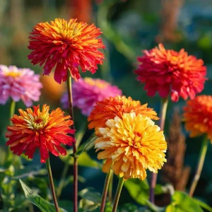 Giant Cactus Mix Zinnia Seeds - Zinnia elegans - 25 Seeds - Vibrant Spiky Blooms for Gardens & Containers - Image 3