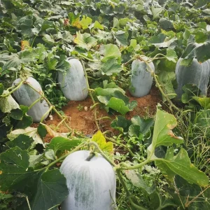Giant Wax Gourd Seeds | Benincasa hispida | 20 Seeds | Fast-Growing Edible Vegetable - Image 2