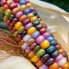 Glass Gem Corn Seeds - 25 Multicolored Heirloom Ornamental Seeds - Image 1