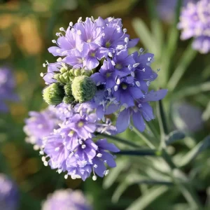 Globe Gilia Seeds – Sky-Blue Pollinator Wildflower for Garden (100 Seeds) – Outdoor - Image 2