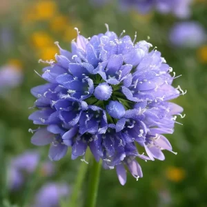 Globe Gilia Seeds – Sky-Blue Pollinator Wildflower for Garden (100 Seeds) – Outdoor - Image 3