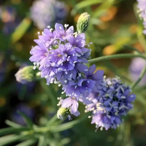 Globe Gilia Seeds – Sky-Blue Pollinator Wildflower for Garden (100 Seeds) – Outdoor - Image 4