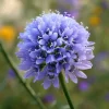 Globe Gilia Seeds – Sky-Blue Pollinator Wildflower for Garden (100 Seeds) – Outdoor - Image 1