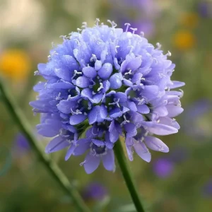 Globe Gilia Seeds – Sky-Blue Pollinator Wildflower for Garden (100 Seeds) – Outdoor - Image 1