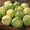 Golden Acre Cabbage Seeds – Heirloom Variety, Sweet & Crisp (200 Seeds) - Image 1