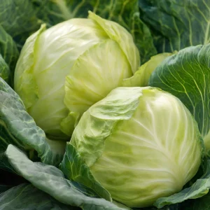 Golden Acre Cabbage Seeds – Heirloom Variety, Sweet & Crisp (200 Seeds) - Image 2