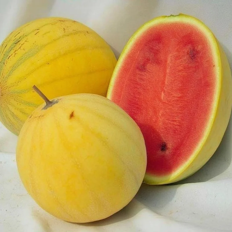 Golden Midget Watermelon Seeds - 10 Seeds - Compact Mini Sweet Watermelons for Gardens & Containers - Image 2