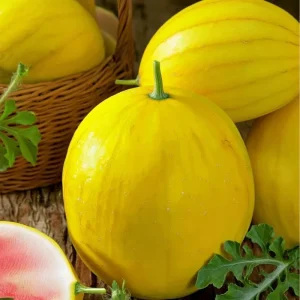 Golden Midget Watermelon Seeds - 10 Seeds - Compact Mini Sweet Watermelons for Gardens & Containers - Image 3