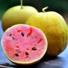 Golden Midget Watermelon Seeds - 10 Seeds - Compact Mini Sweet Watermelons for Gardens & Containers - Image 1