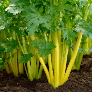 Golden Pascal Celery Seeds - 100 Heirloom Seeds - Easy-to-Grow Vegetable - Image 2