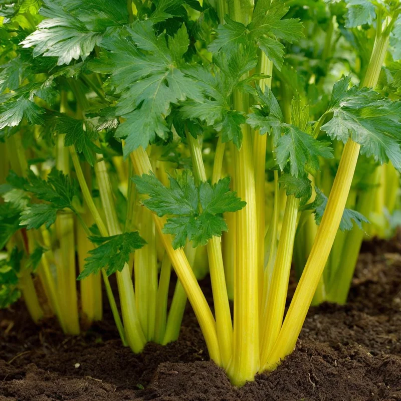 Golden Pascal Celery Seeds - 100 Heirloom Seeds - Easy-to-Grow Vegetable - Image 2