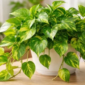 Golden Pothos Live Plant - Variegated Pothos Houseplant, 3-5 Inch Tall in 4 Inch Pot - Image 1
