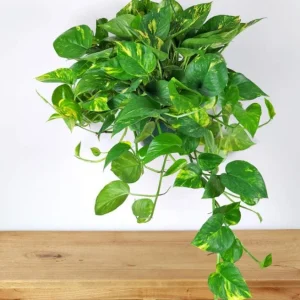 Golden Pothos Live Plant - Variegated Pothos Houseplant, 3-5 Inch Tall in 4 Inch Pot - Image 2