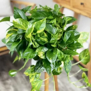 Golden Pothos Live Plant - Variegated Pothos Houseplant, 3-5 Inch Tall in 4 Inch Pot - Image 3