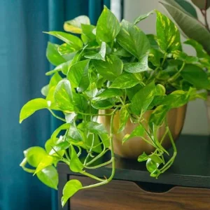 Golden Pothos Live Plant - Variegated Pothos Houseplant, 3-5 Inch Tall in 4 Inch Pot - Image 4